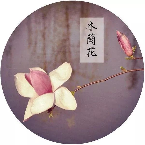 木兰种植方法