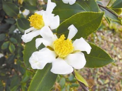 树木传奇|油茶:木本油料之王