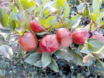 油茶树种植方法视频