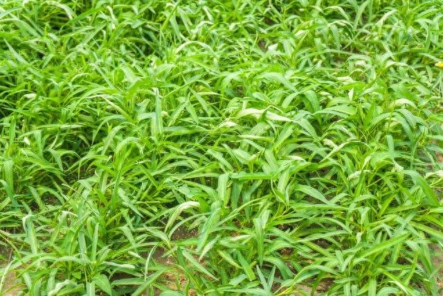 空心菜种植方法