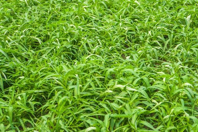 空心菜种植方法
