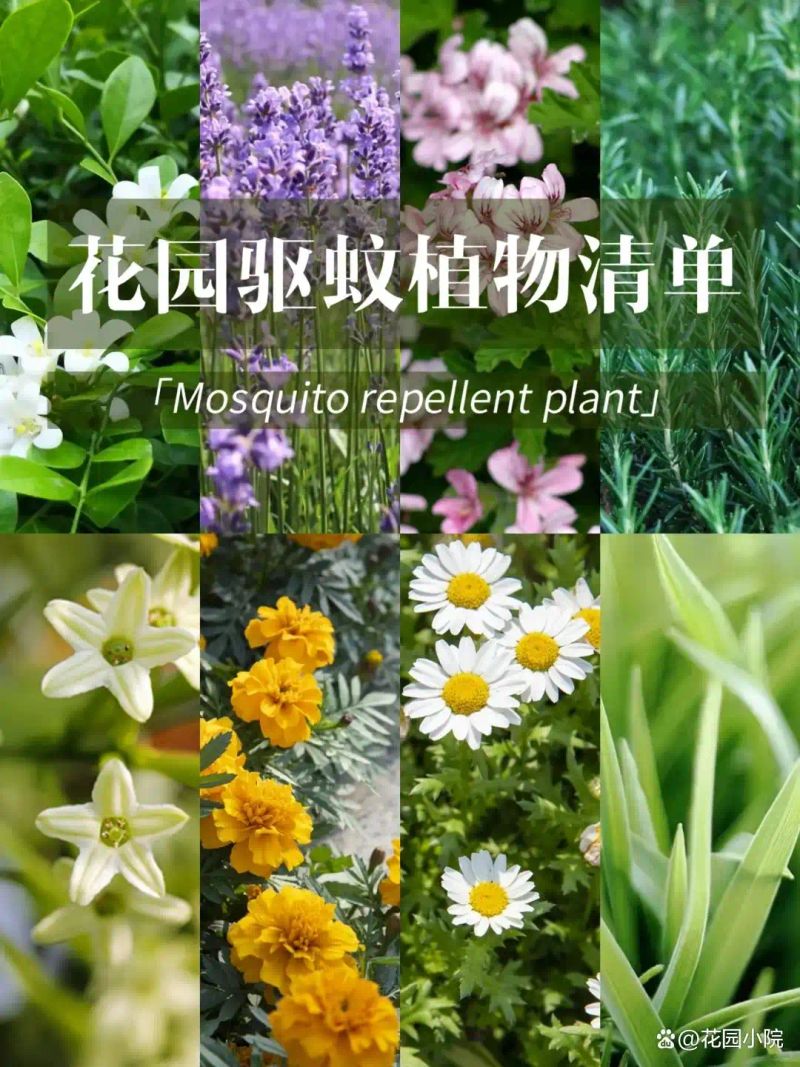 山上种植什么植物可驱防蚊虫