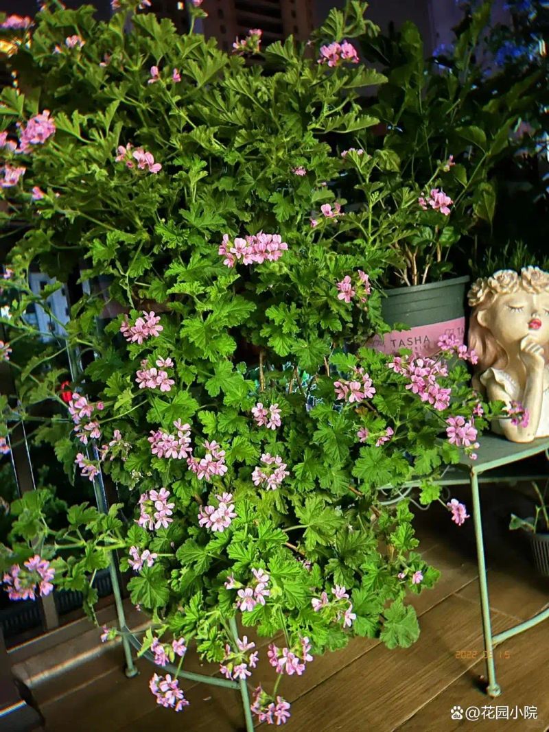 山上种植什么植物可驱防蚊虫