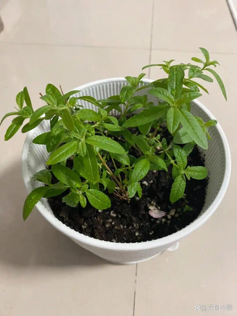 山上种植什么植物可驱防蚊虫