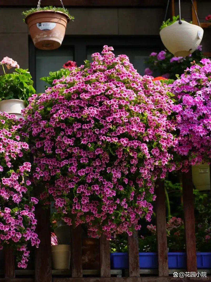 山上种植什么植物可驱防蚊虫