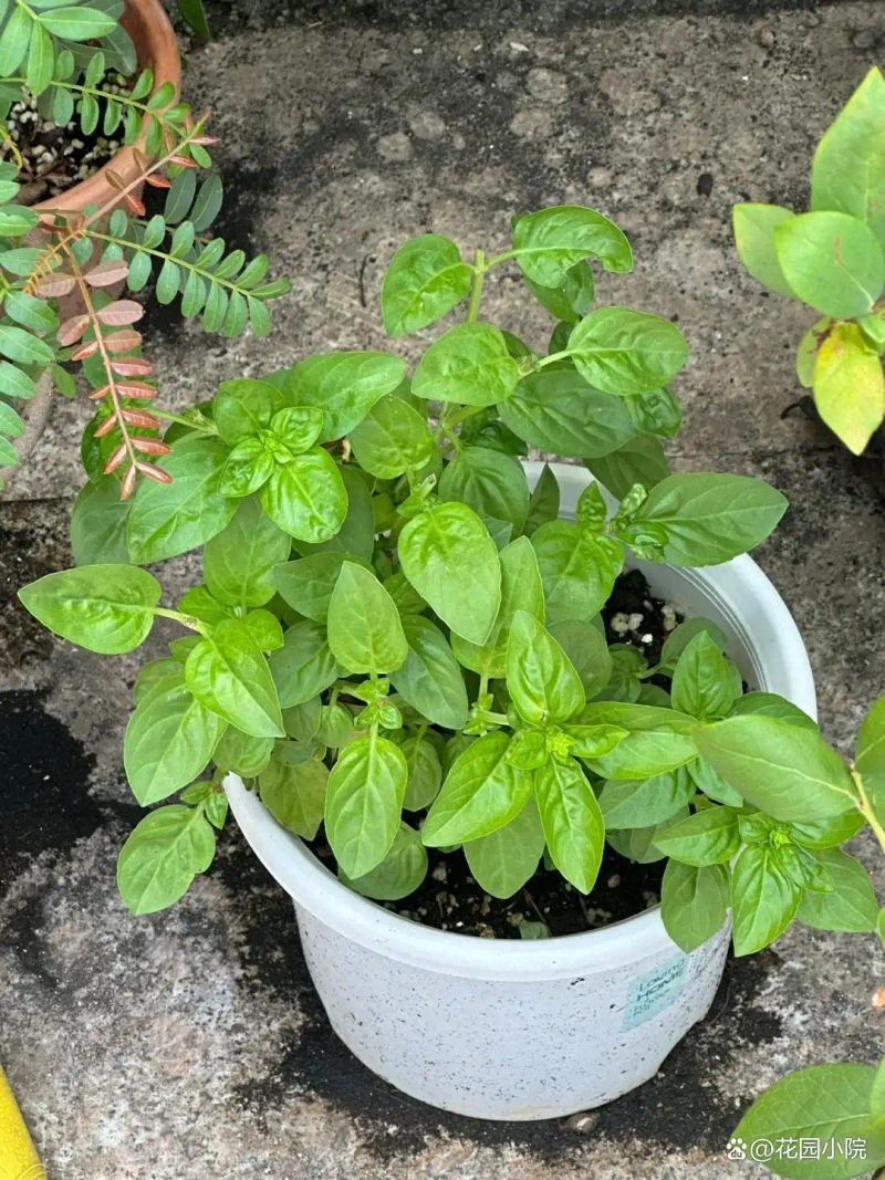 山上种植什么植物可驱防蚊虫