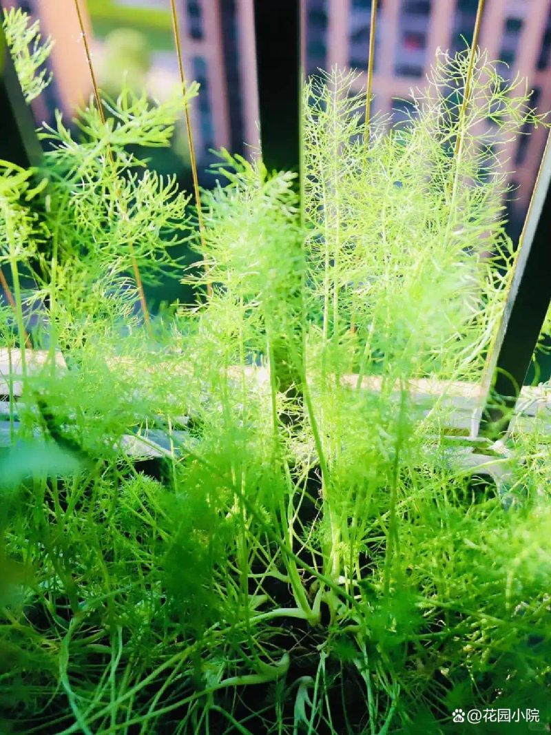 山上种植什么植物可驱防蚊虫
