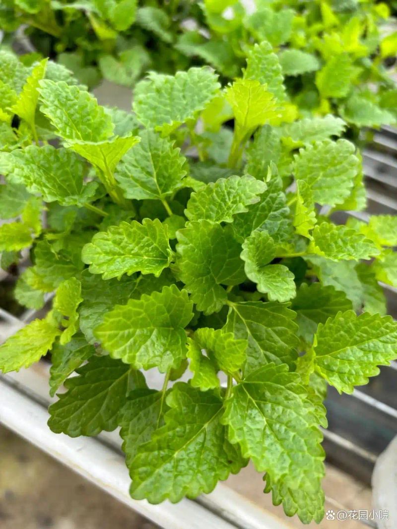 山上种植什么植物可驱防蚊虫