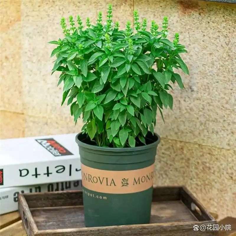 山上种植什么植物可驱防蚊虫
