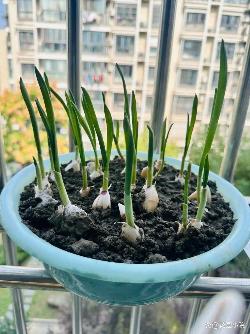 山上种植什么植物可驱防蚊虫
