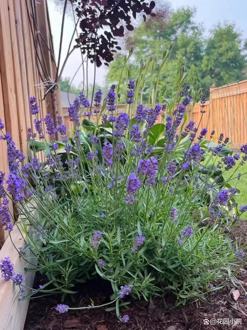 山上种植什么植物可驱防蚊虫