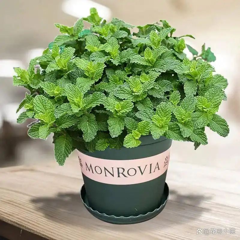 山上种植什么植物可驱防蚊虫