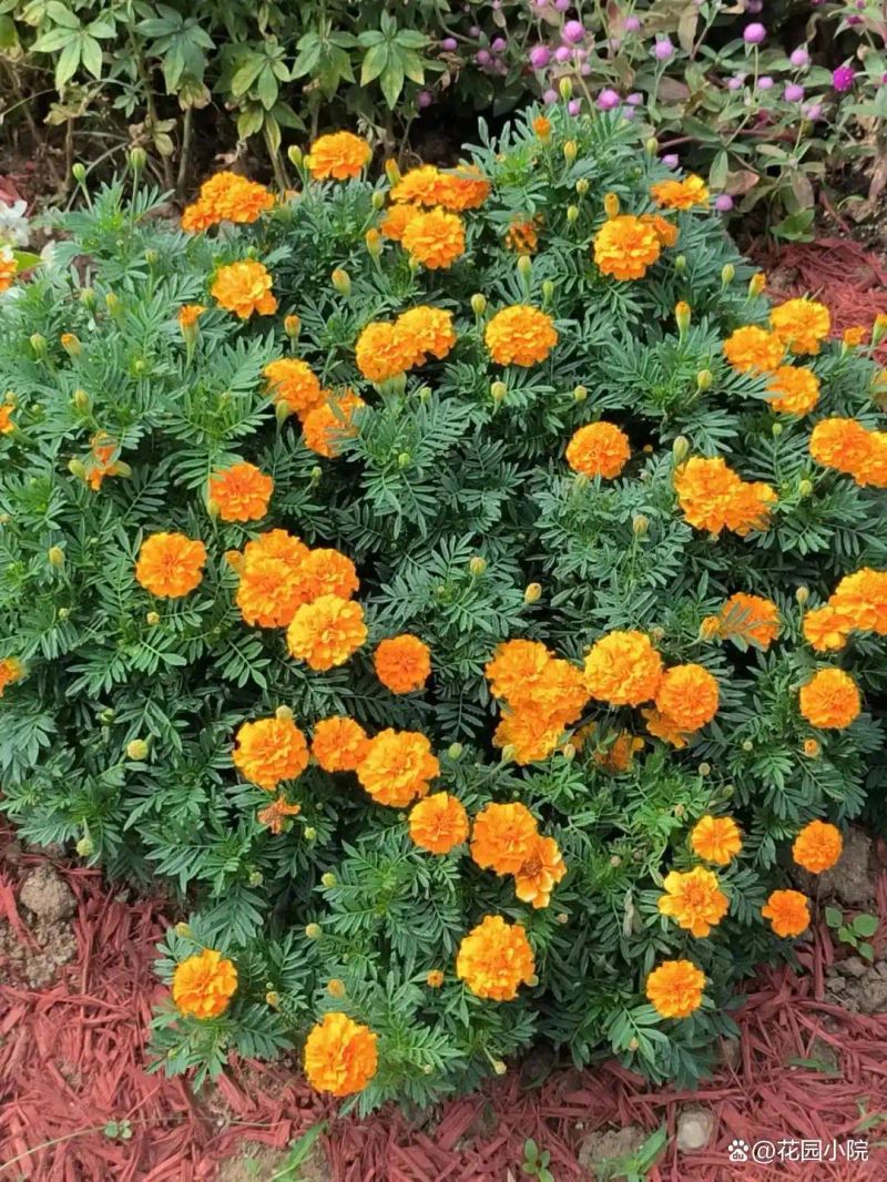 山上种植什么植物可驱防蚊虫