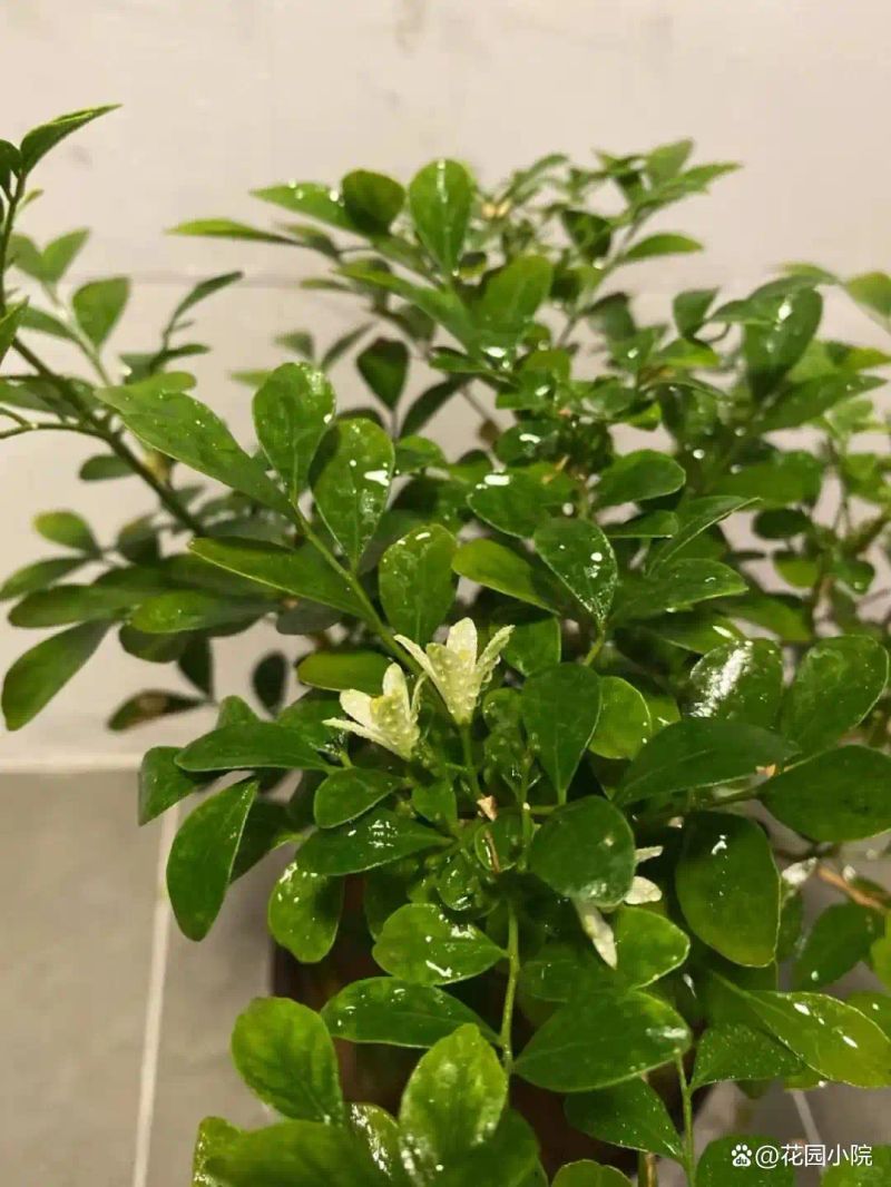 山上种植什么植物可驱防蚊虫