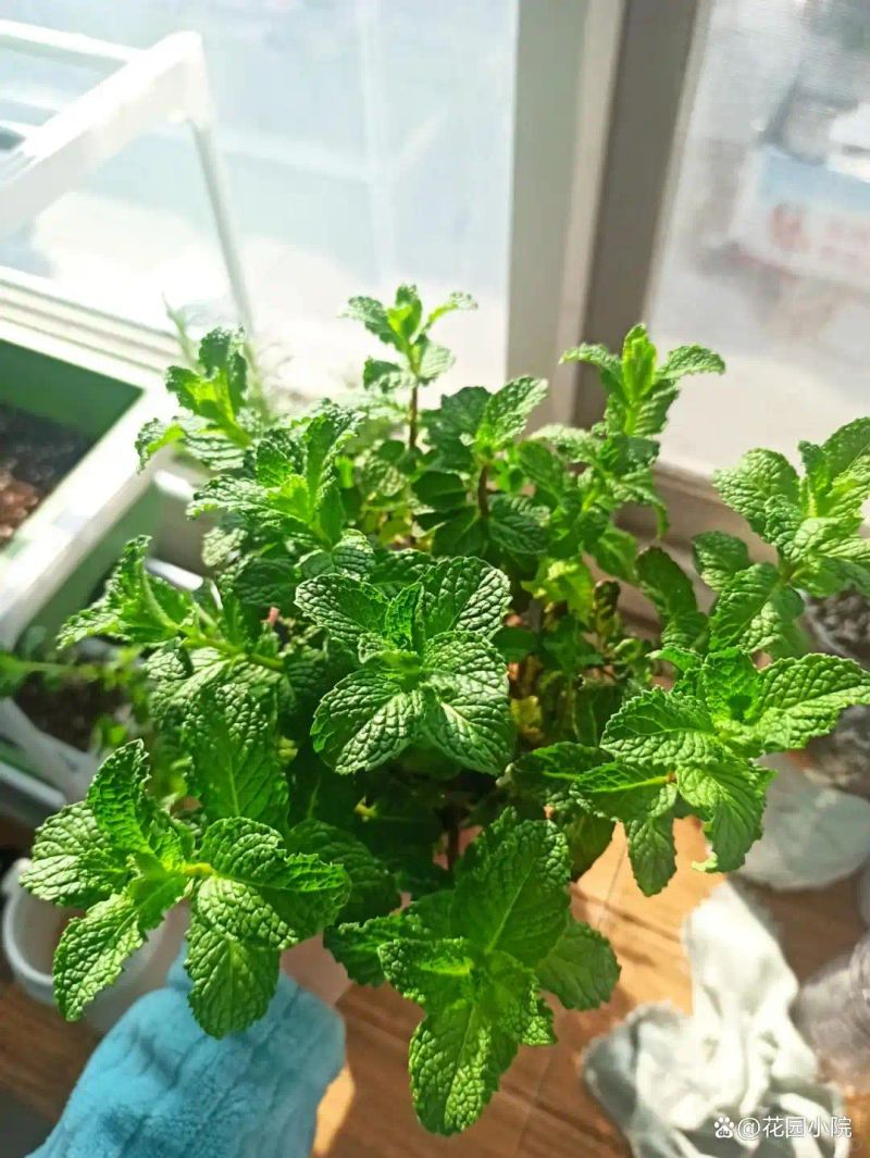 山上种植什么植物可驱防蚊虫