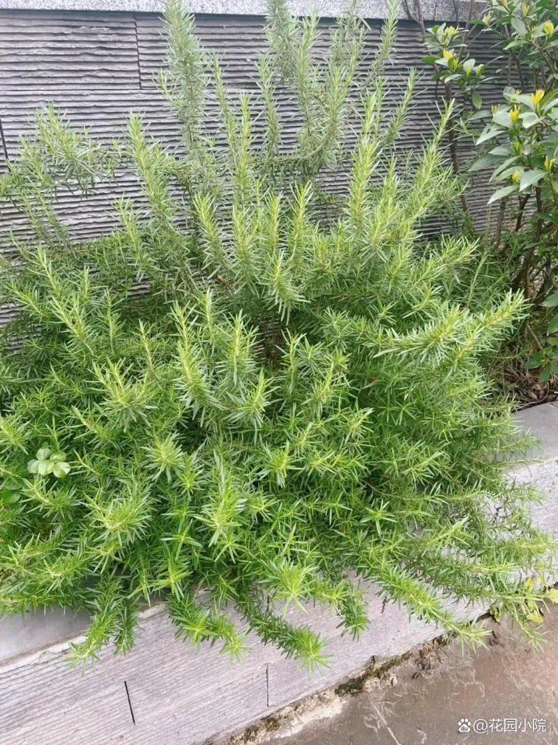 山上种植什么植物可驱防蚊虫