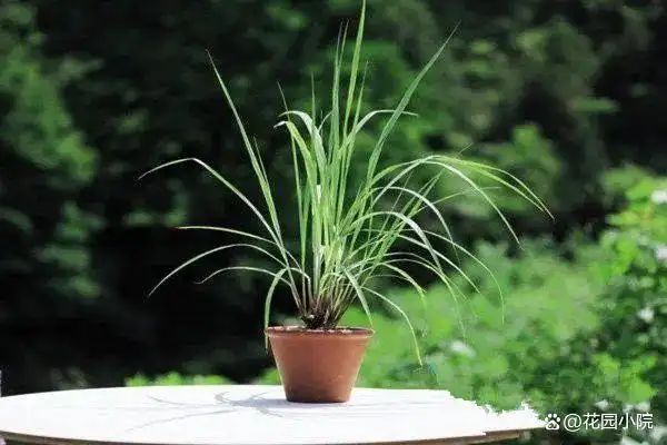 山上种植什么植物可驱防蚊虫