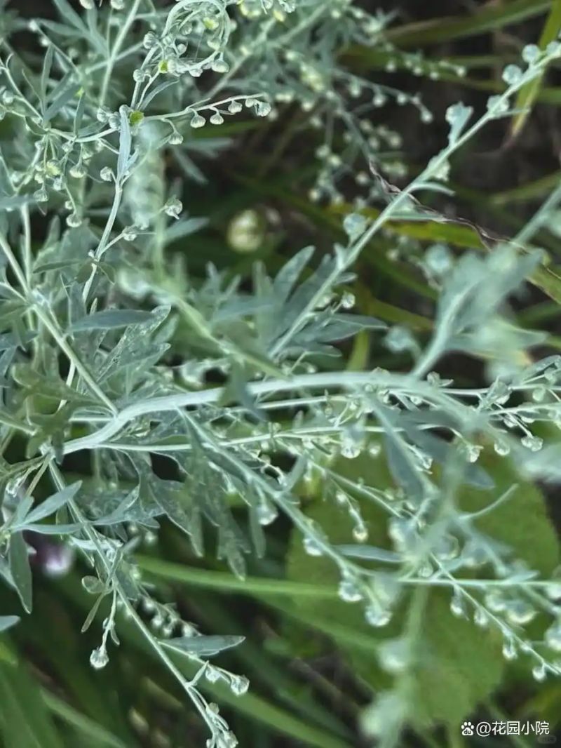 山上种植什么植物可驱防蚊虫