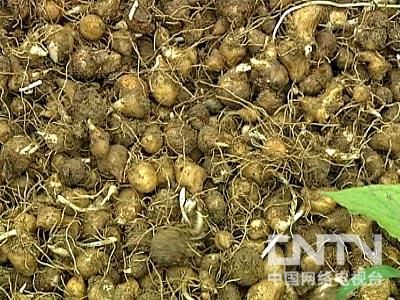 半夏种植技术实施方案