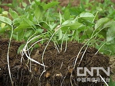 半夏种植技术实施方案