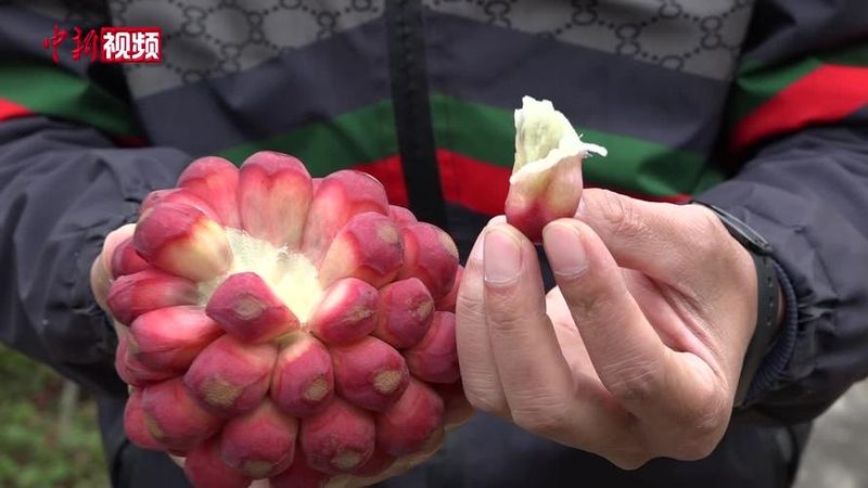布福娜种植技术视频