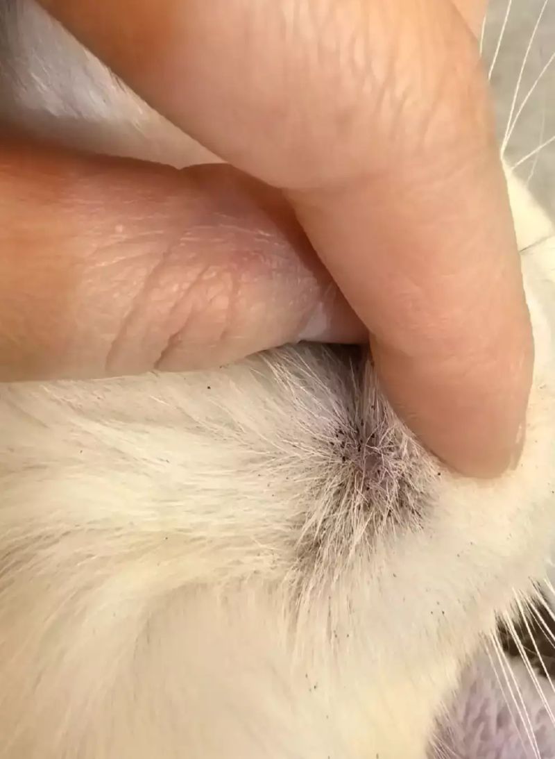 面部脱毛方法