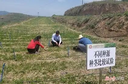 半夏种植技术实施方案