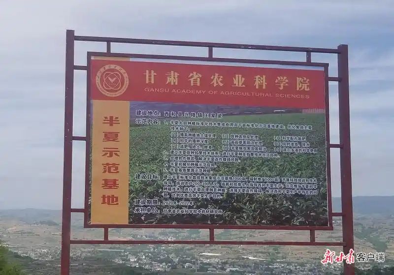 半夏种植技术实施方案