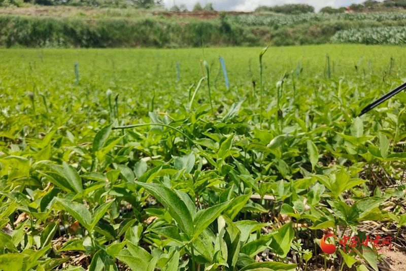 半夏种植技术实施方案