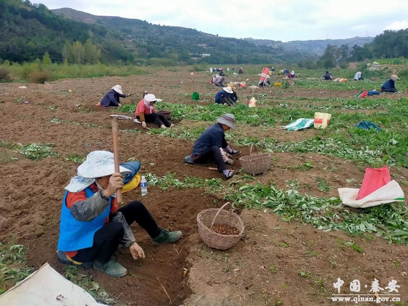 半夏种植技术实施方案