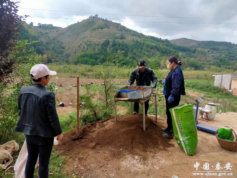 半夏种植技术实施方案
