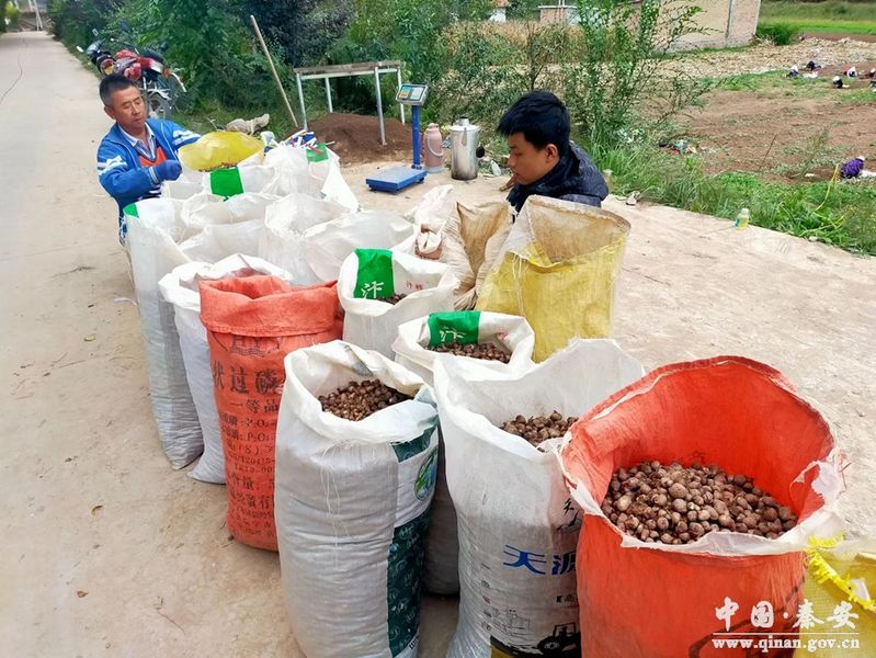 半夏种植技术实施方案