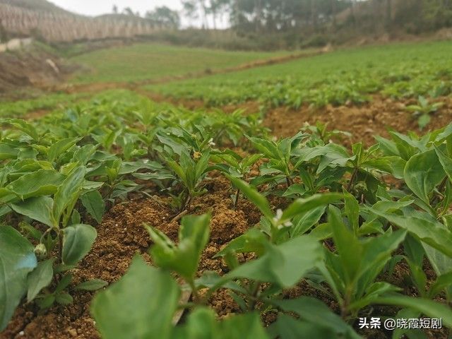 新会 虫草花种植技术