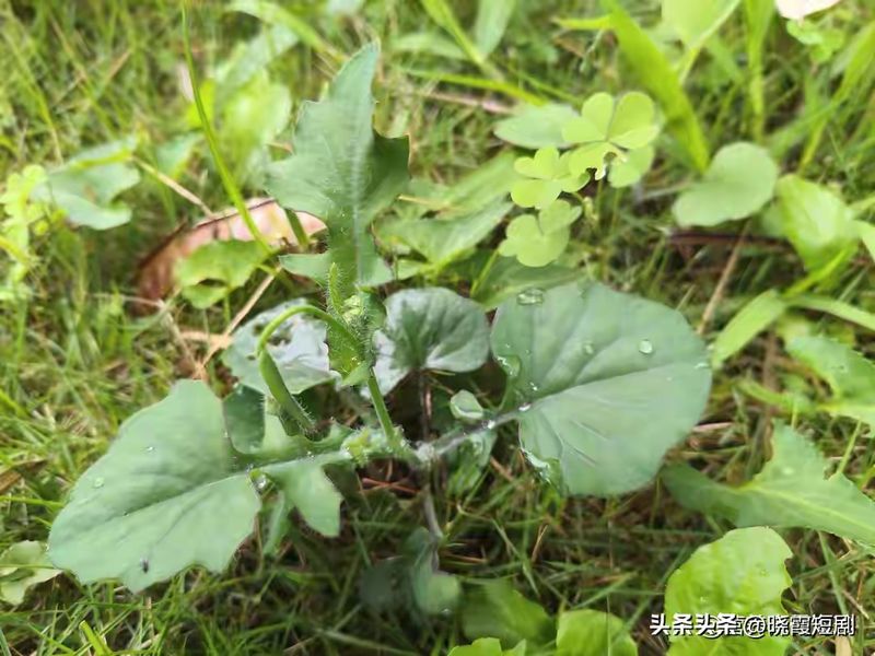 新会 虫草花种植技术