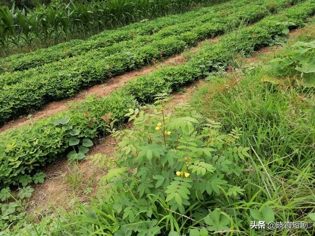 新会 虫草花种植技术