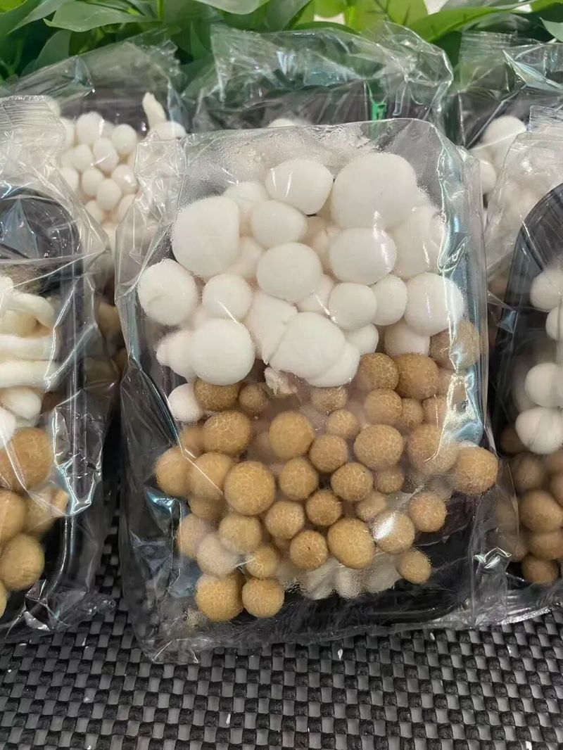 蛹虫草种植技术视频
