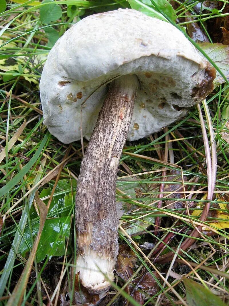 蛹虫草种植技术视频