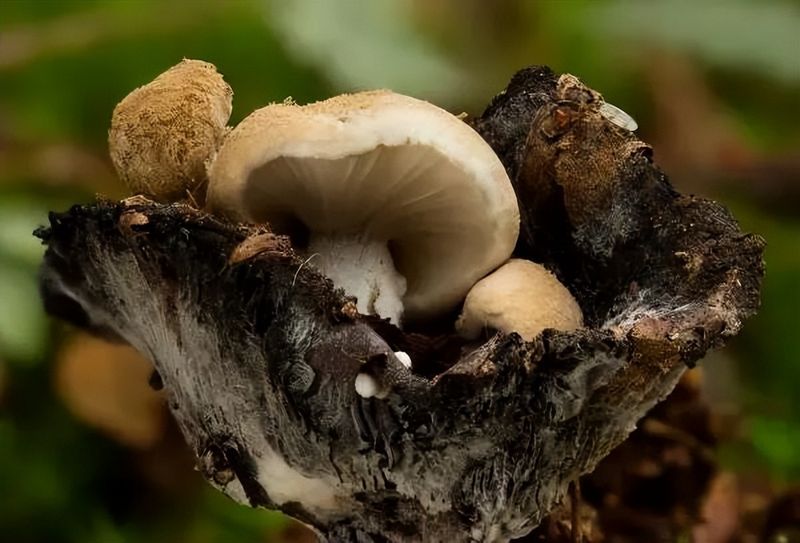 蛹虫草种植技术视频