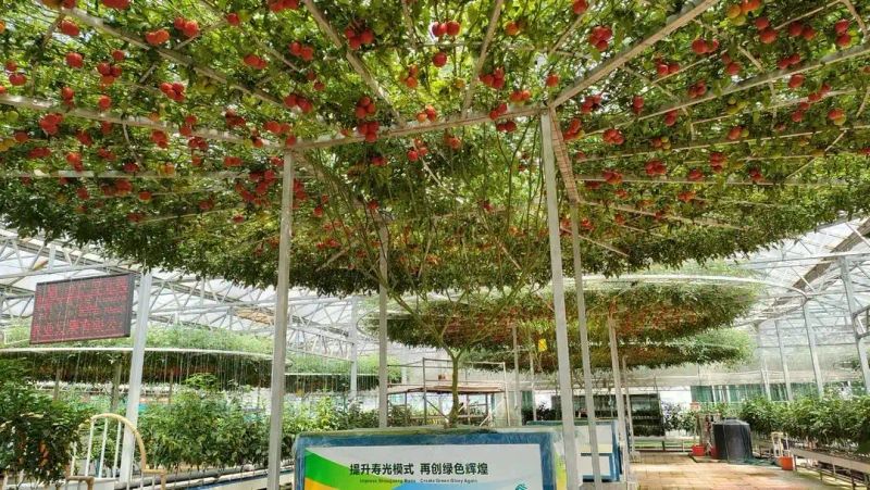 蕃茄树种植技术