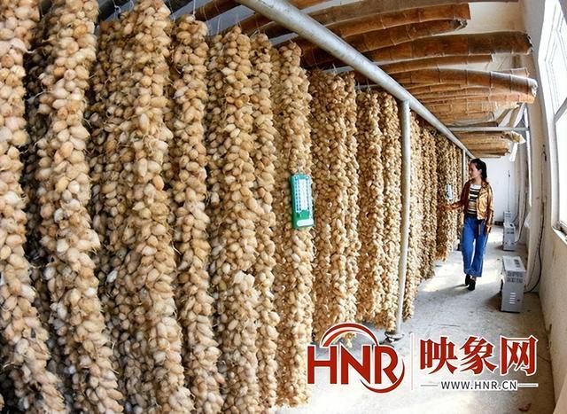 蛹虫草种植技术视频