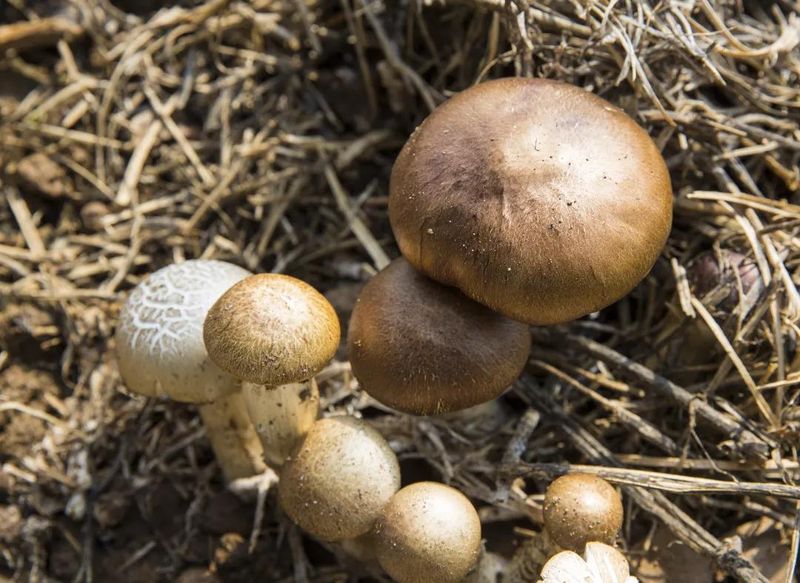 蛹虫草种植技术视频