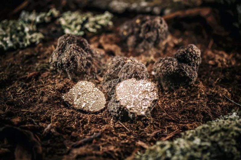 蛹虫草种植技术视频