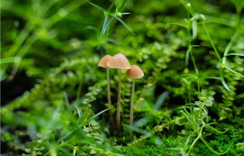 蛹虫草种植技术视频
