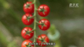 蕃茄树种植技术