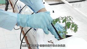 蕃茄树种植技术