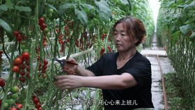 蕃茄树种植技术