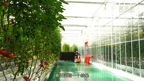 蕃茄树种植技术
