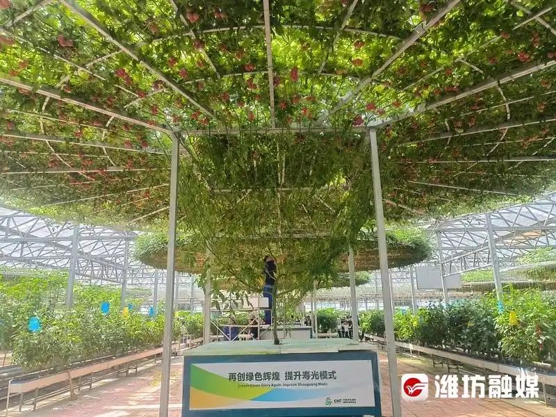 蕃茄树种植技术