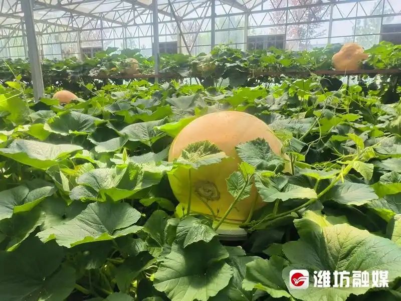 蕃茄树种植技术