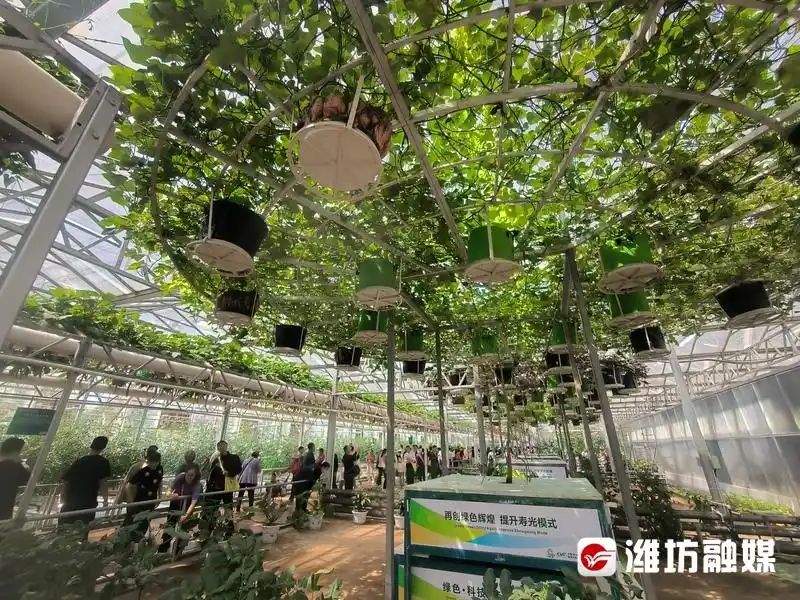 蕃茄树种植技术